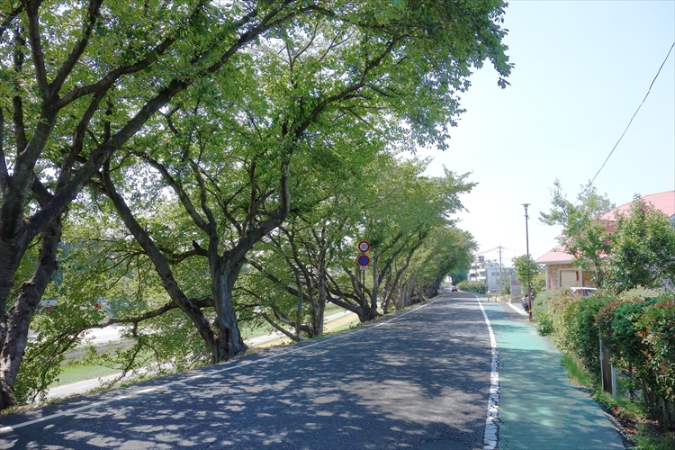 さくら道とけやき通り 百間川緑地 岡山市の不動産 賃貸 学生マンションならタキタ産業